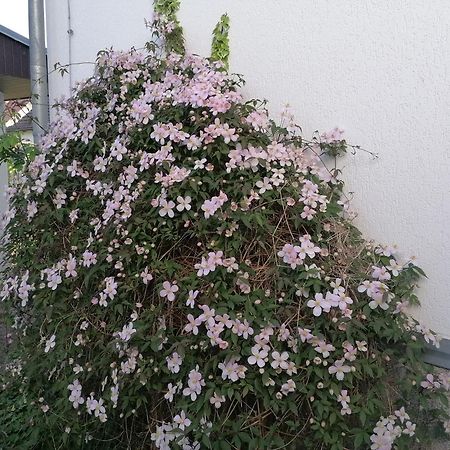 Pension Haus Anneliese อึคเคอริทซ์ ภายนอก รูปภาพ