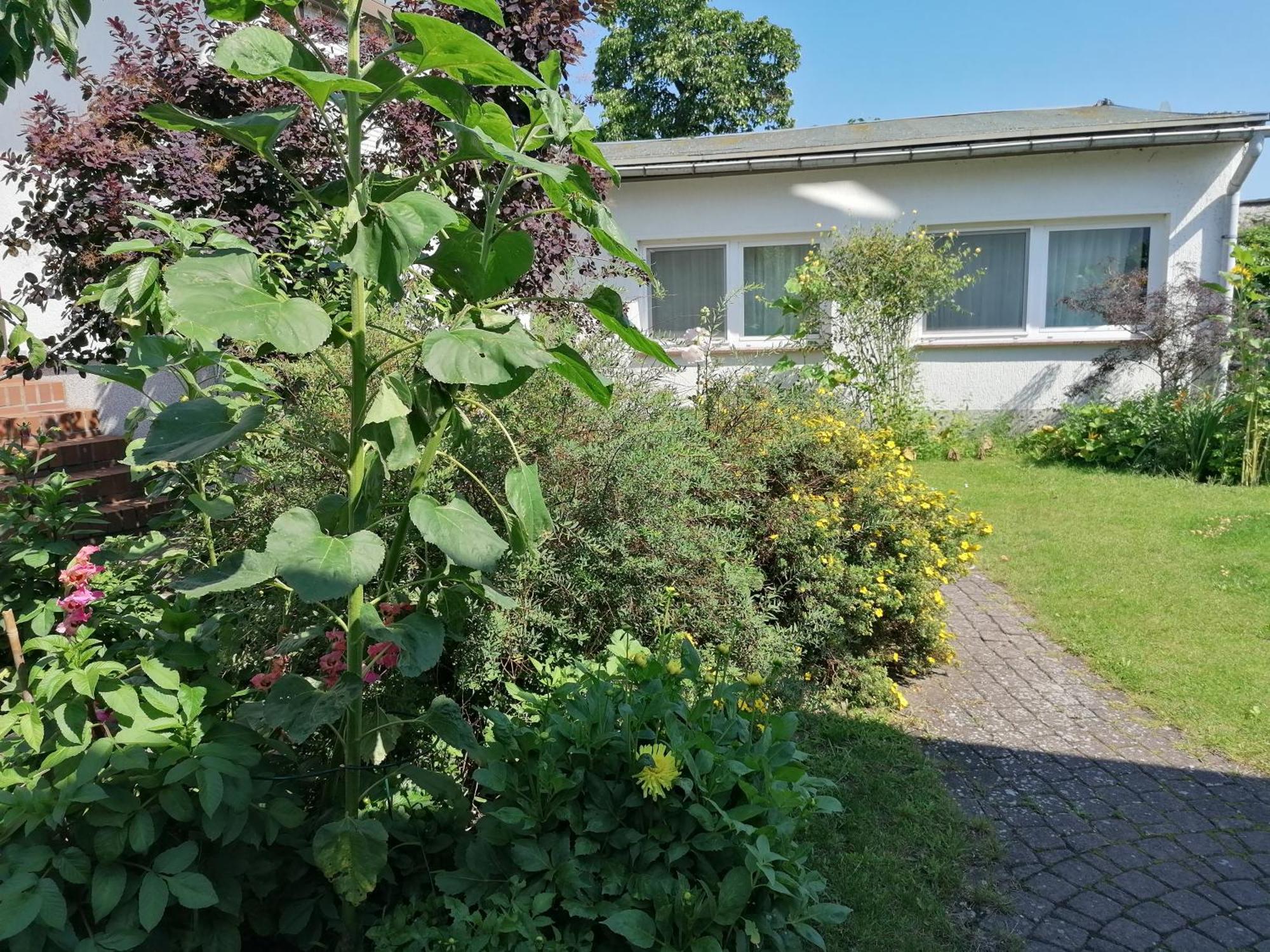 Pension Haus Anneliese อึคเคอริทซ์ ภายนอก รูปภาพ