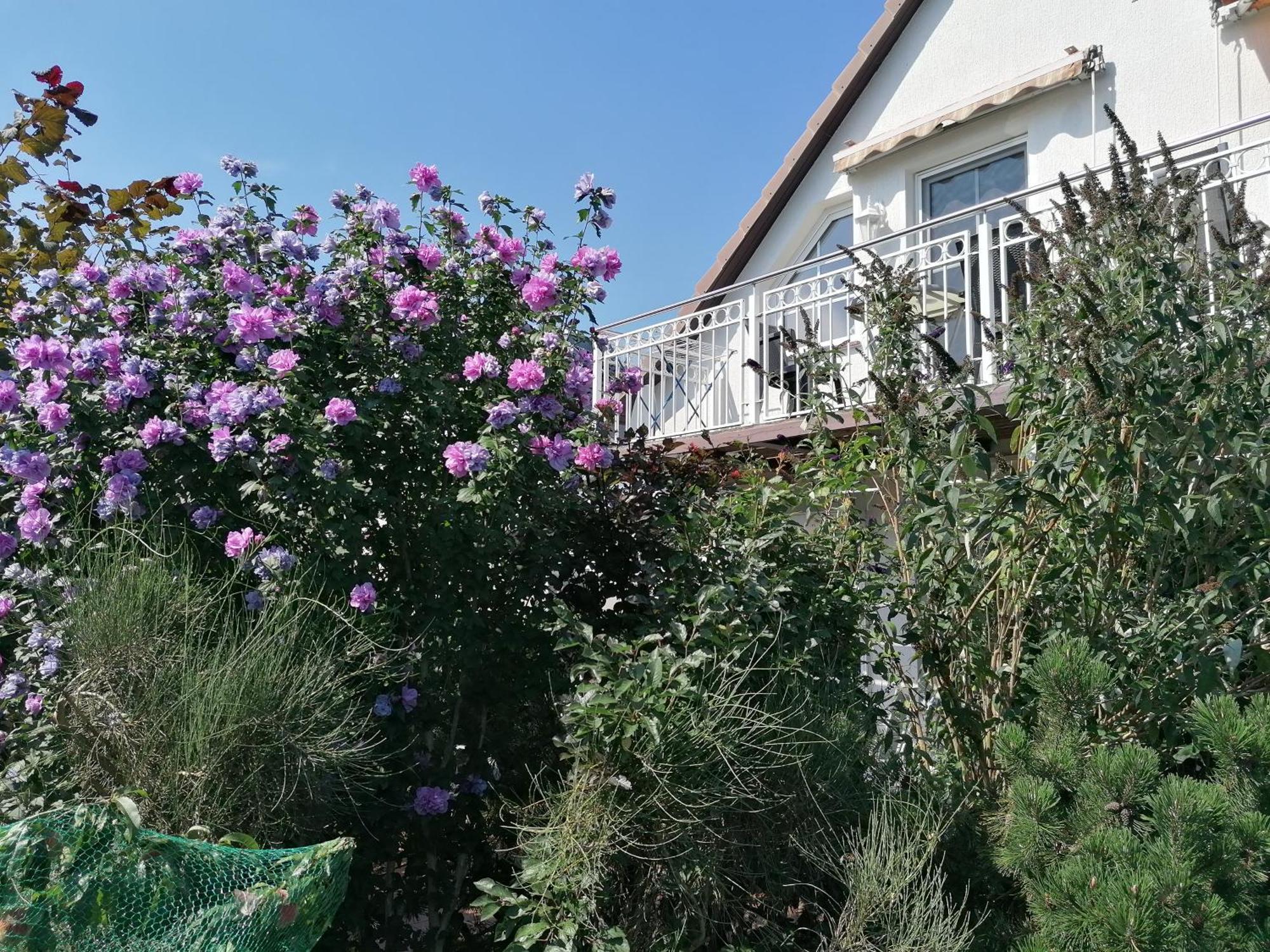 Pension Haus Anneliese อึคเคอริทซ์ ภายนอก รูปภาพ